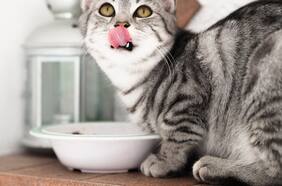 Gatos: ¿es malo darles comida de supermercado?