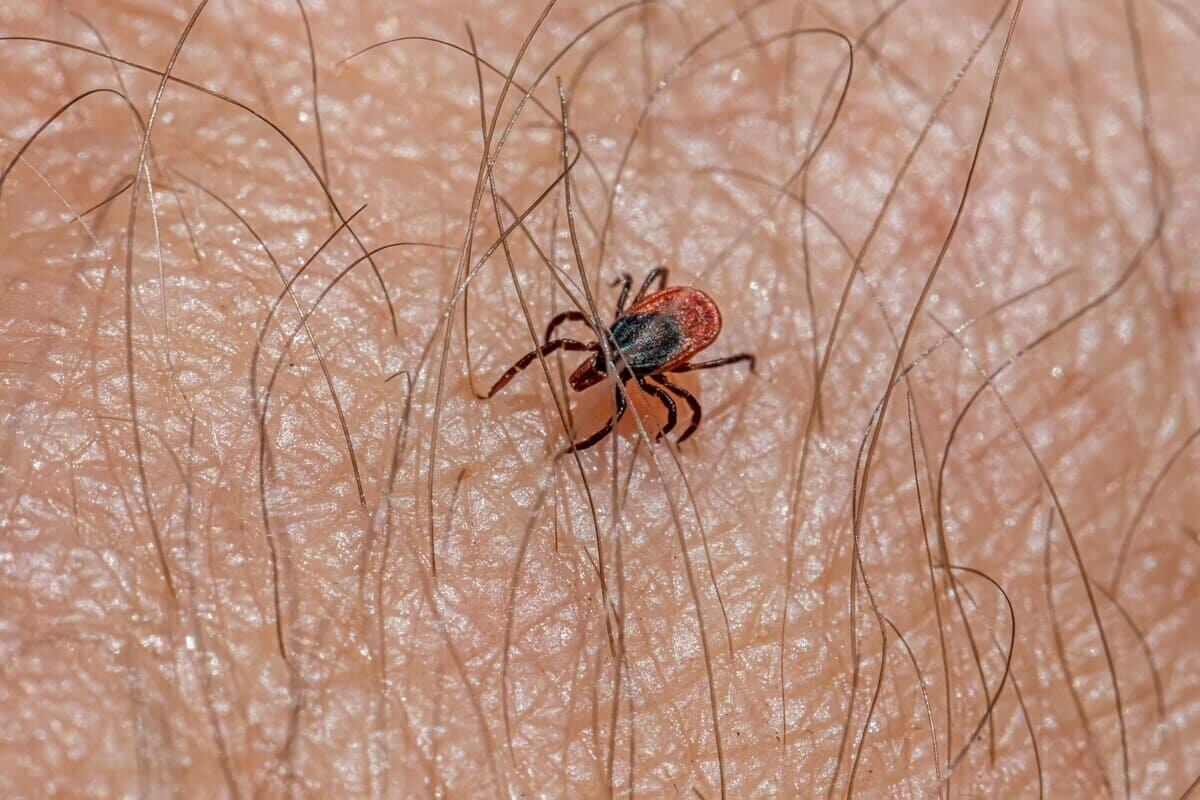Qué es la enfermedad de Lyme, transmitida por garrapatas, que pronto tendrá una vacuna