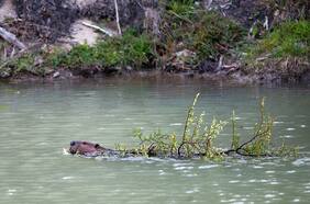 Castores: estudio mide las millonarias pérdidas que esta especie ha dejado tras siete décadas de invasión en Chile