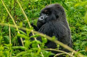El increíble caso de un camarógrafo que logró que un gorila lo aceptara en su manada