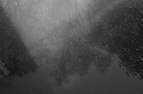 Concurso de Cortos Paula: Raíz