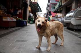 Cuál es la polémica ley sobre perros callejeros que divide a Turquía