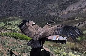 Así fue la liberación de un cóndor tras un año de recuperación