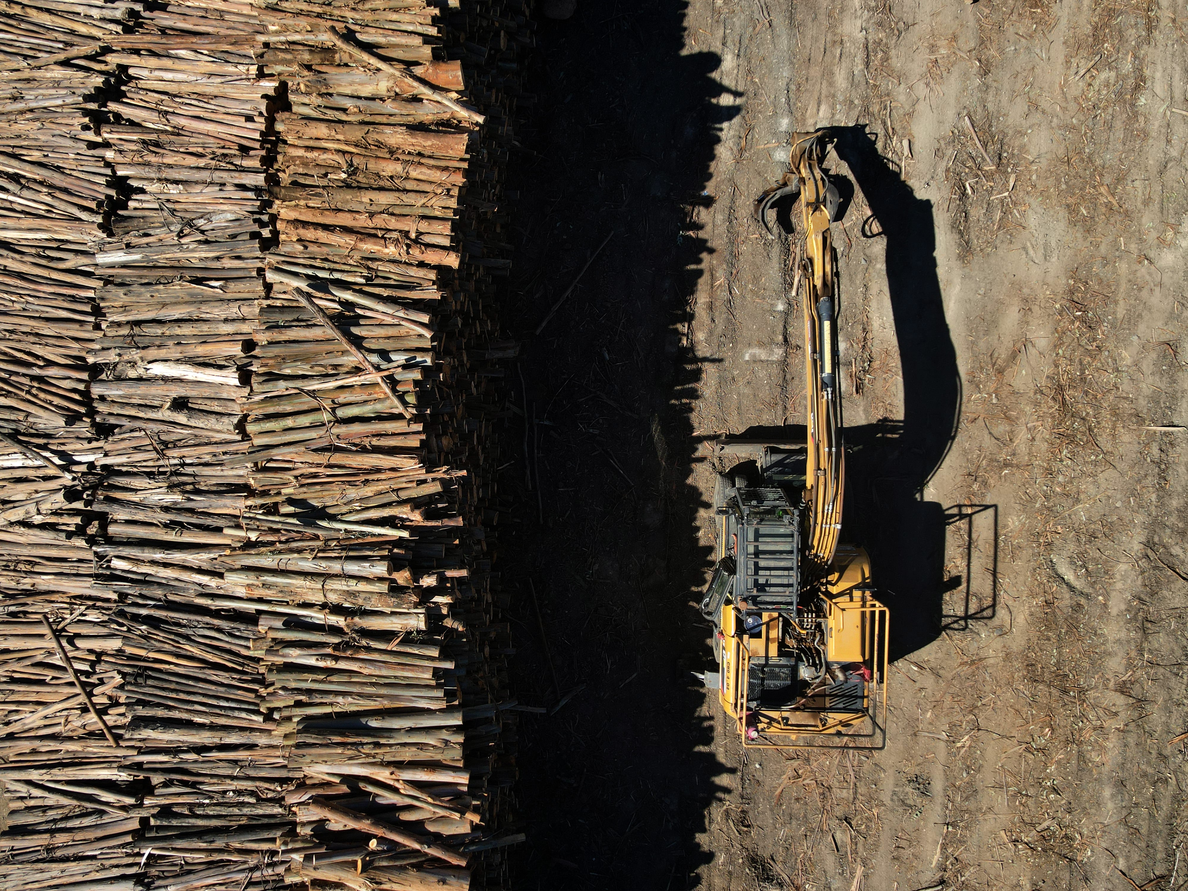 Las propuestas de las forestales para la ley de fomento que trabaja el gobierno para al sector