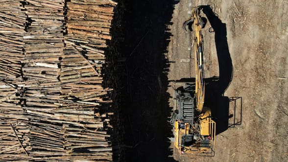 Las propuestas de las forestales para la ley de fomento que trabaja el gobierno para al sector