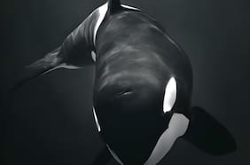 Descubren en costas de Chile un misterioso grupo de orcas con inusuales y agresivas técnicas de caza