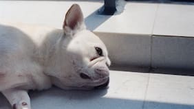 ¿Dormir hasta tarde el fin de semana compensa la falta de sueño de la semana?