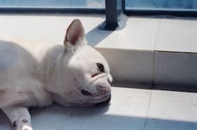 ¿Dormir hasta tarde el fin de semana compensa la falta de sueño de la semana?