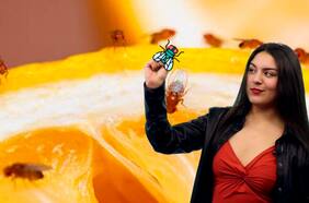 ¿Cómo los científicos modificaron genéticamente una mosca para poder engendrar crías sin tener sexo?