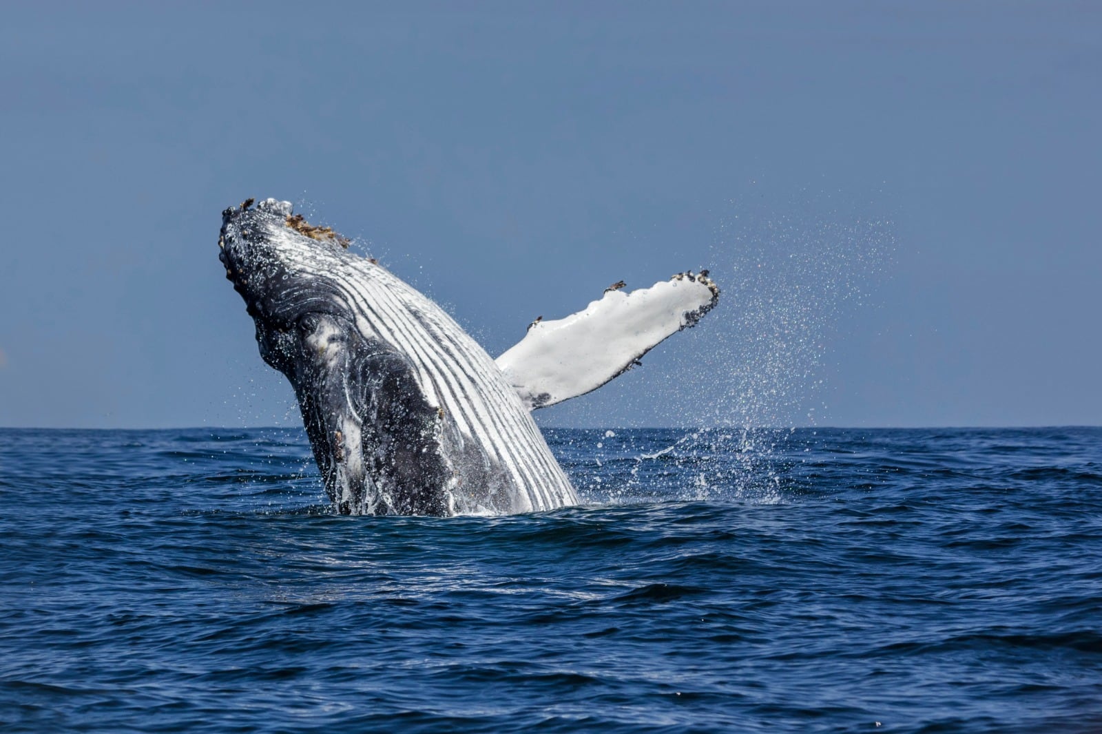 Islandia reanuda la caza de ballenas tras dos años de pausa y en medio de protestas