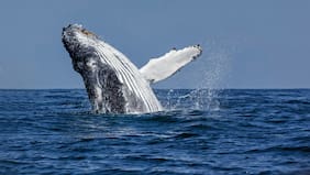 Día Mundial de las Ballenas: Chile lidera la conservación marina, pero los cetáceos siguen en peligro