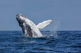 Día Mundial de las Ballenas: Chile lidera la conservación marina, pero los cetáceos siguen en peligro