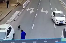 Insólito: Perro que “manejaba” un auto provocó un accidente y luego huyó