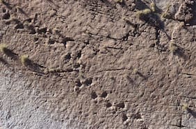 Chile también fue tierra de dinosaurios