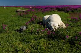 ¿Se están adaptando los osos polares al cambio climático?