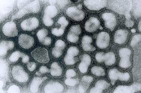 Hongos, aves y mosquitos amenazan con aumentar enfermedades infecciosas en el mundo