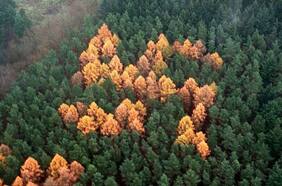 La historia de la esvástica del bosque, el símbolo nazi que estuvo oculto por medio siglo