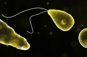La triste historia del niño que murió por una ameba “devoradora de cerebros”: ¿qué tan común es este parásito en Chile?