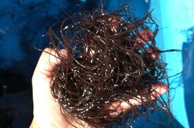 Científicas chilenas desarrollaron extracto de algas que mejora enfermedades metabólicas y neurodegenerativas