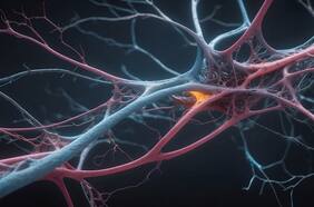 Científicos chilenos hacen un crucial descubrimiento de cómo funcionan las neuronas