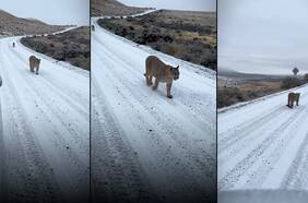 Una familia tuvo un increíble encuentro con un puma y sus dos crías