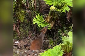 Lo más tierno que verás hoy: captan un pudú comiendo nalca en Chiloé