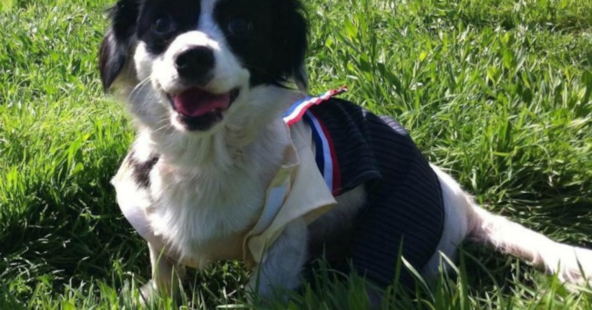 “No llevar a las mascotas a las fondas”: gobierno comparte recomendaciones para el cuidado de animales de compañía en Fiestas Patrias
