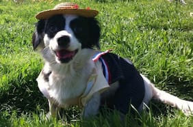 “No llevar a las mascotas a las fondas”: gobierno comparte recomendaciones para el cuidado de animales de compañía en Fiestas Patrias