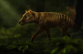 El increíble proyecto por revivir al extinto tigre de Tasmania
