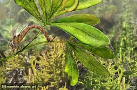 Inédito estudio en Sudamérica muestra un amplio y desconocido registro fósil de cómo las plantas interactuaban con los insectos en la era de los dinosaurios