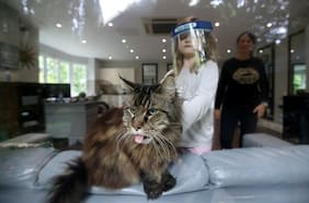 ¿Qué va a pasar con mi gato (y con el yoga) cuando se acabe la cuarentena? (4ª parte)