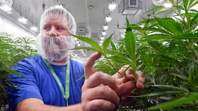 ¿Qué implica la orden ejecutiva de Trump de reclasificar la marihuana como droga menos peligrosa?