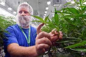 ¿Qué implica la orden ejecutiva de Trump de reclasificar la marihuana como droga menos peligrosa?