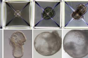 Increíble video muestra embriones artificiales con corazón y cerebro creados por científicos