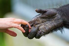 ¿Por qué los humanos tienen poco pelo en comparación a otros primates?