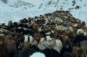 Municipio de San Clemente solicita apoyo militar para rescatar cientos de animales atrapados en la cordillera del Maule