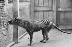 ¿Cómo lucía el extinto tigre de Tasmania? Video recrea a color el último registro de esta desaparecida especie