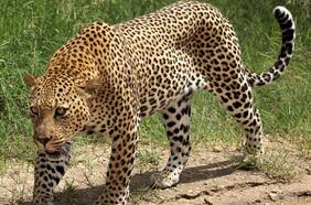 Recaudan fondos con NFTs de animales para reserva en Sudáfrica