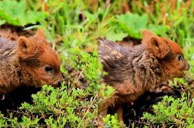 Así suena una cría de pudú: es primera vez que se comparte en redes