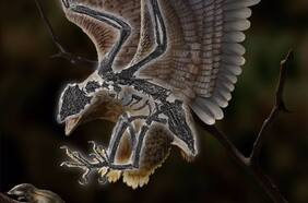 Cráneo de dinosaurio y cuerpo de ave: descubren un raro fósil del Cretácico