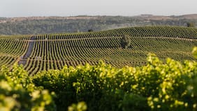 Cuando comprar tus propias acciones es un negocio: Cinco empresas Ipsa lo harán entre 2025 y 2026