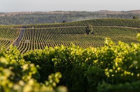 Es una de las pocas acciones que cae, pero la familia Larraín sigue de compras en Concha y Toro
