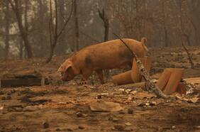Indap: 33.909 animales murieron debido a los incendios forestales en la zona centro sur del país
