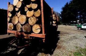 Gremio forestal expresa preocupación por nuevos aranceles de Trump a la madera