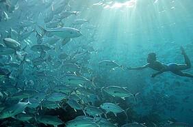 Los únicos humanos adaptados genéticamente para soportar largos minutos bajo el agua