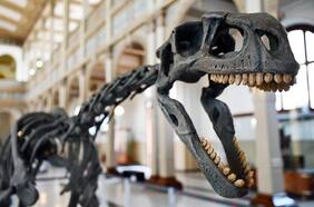 Chilesaurio, el dinosaurio más extraño del mundo, es el “encargado” de reabrir las puertas del Museo Nacional de Historia Natural