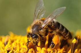 Polen aumentaría la susceptibilidad a la infección por Covid-19, según estudio