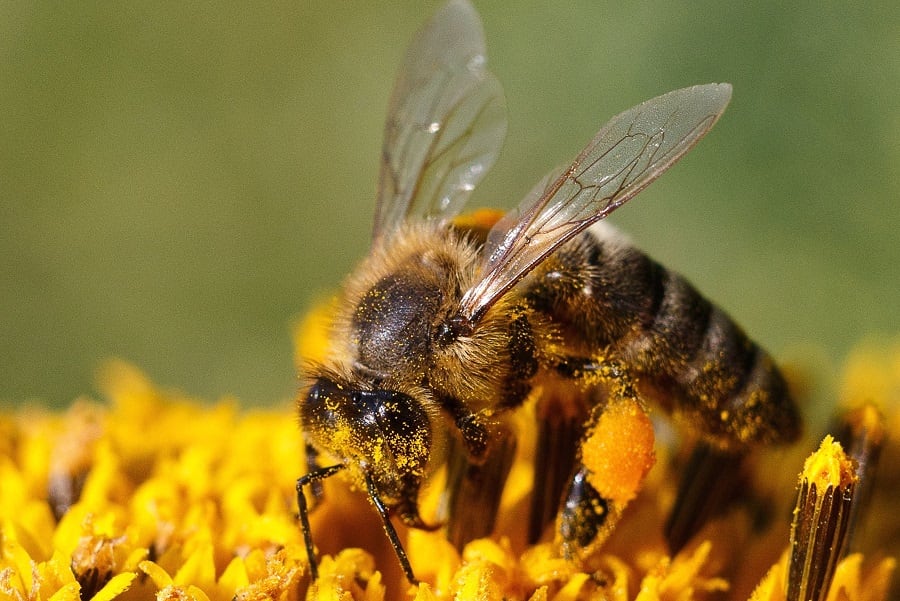 La polinización es indispensable para la agricultura. En ella participan abejas y otros insectos, además de aves y viento.