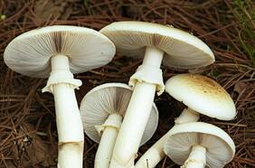 Qué es “el hongo de la muerte”, la letal especie que dejó a dos personas hospitalizadas en Ñuble