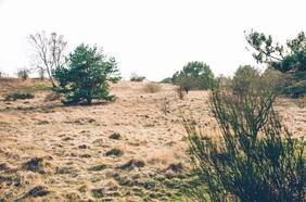 Ministerio de Medio Ambiente confirma la extinción de una nueva especie y se suman 19 en total